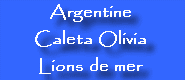 Argentine / Caleta Olivia : Lions de mer