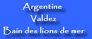 Argentine / Valdez : bain des lions de mer